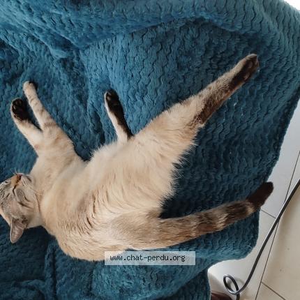 Photo 1/1 Pepper Chat lost in Thonon les bains