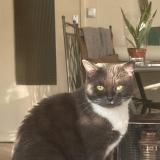 Photo de chat perdu à Dourdan