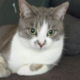 Picture of cat lost at Troues