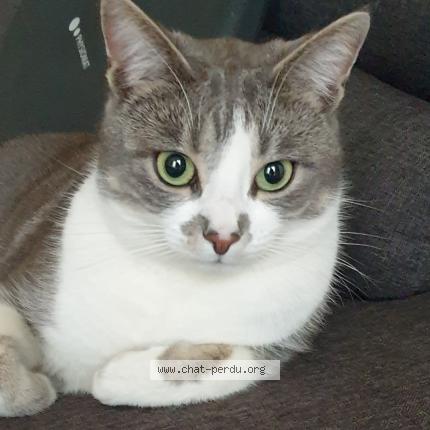 Photo 1/3 Mimi Chat lost in Troues