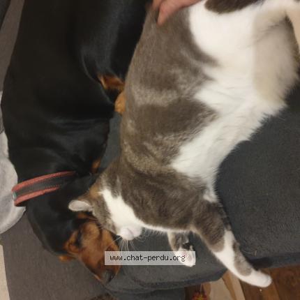 Photo 2/3 Mimi Chat lost in Troues