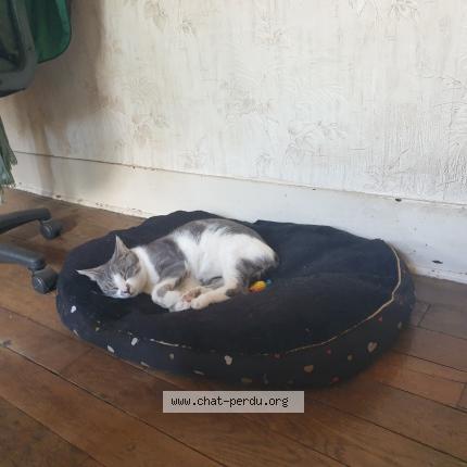 Photo 3/3 Mimi Chat lost in Troues