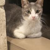 Picture of cat lost at L Isle Sur La Sorgue