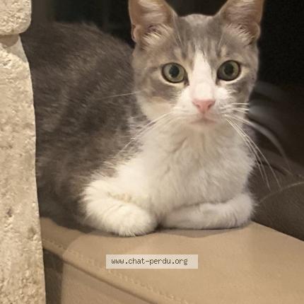 Photo 1/1 Bambi Chat lost in L isle sur la sorgue