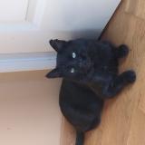 Picture of cat lost at Clairvaux Les Lacs