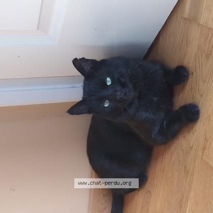 Photo 1/1 Cooky Chat lost in Clairvaux les lacs