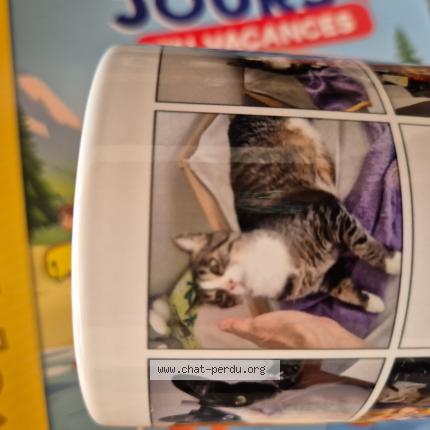 Foto 1/1 Wiedergefundene Katze Verloren in Morges