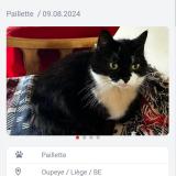Picture of cat lost at Oupeye