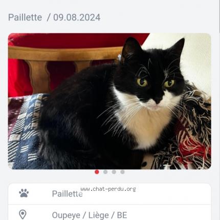 Photo 1/1 Paillette Chat lost in Oupeye