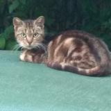 Picture of cat found at Savigny Sur Orge