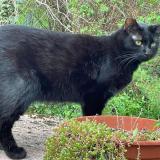 Picture of cat lost at Serres