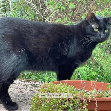 Photo 1/1 Cat reunited Lost in Serres