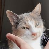 Picture of cat lost at Vibraye