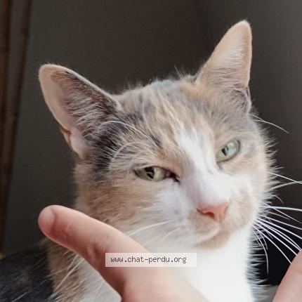 Photo 1/1 CHARMANTE Chat lost in Vibraye