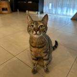 Picture of cat lost at Oissery