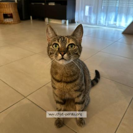 Photo 1/1 Ninja Chat lost in Oissery