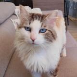 Picture of cat lost at Lodes