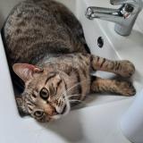 Picture of cat lost at Bernos Beaulac