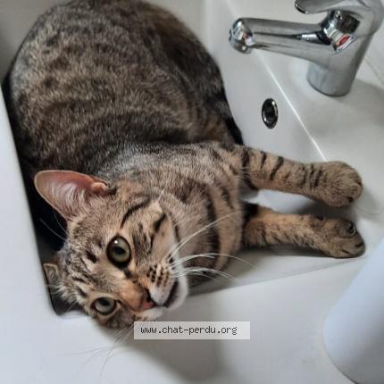 Photo 1/3 Tetsuo Chat lost in Bernos beaulac