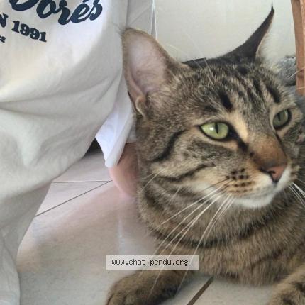 Photo 2/3 Tetsuo Chat lost in Bernos beaulac