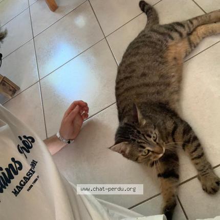 Photo 3/3 Tetsuo Chat lost in Bernos beaulac