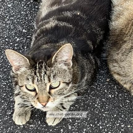 Photo 1/1 Kelly Chat lost in Froideconche