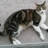 Picture of cat lost at Camblain Chatelain