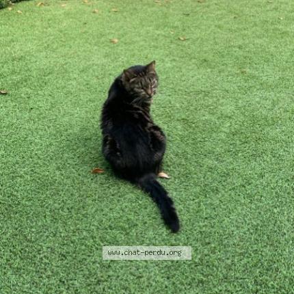 Photo 1/1 Canelle Chat lost in Tours