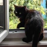 Picture of cat lost at Ales