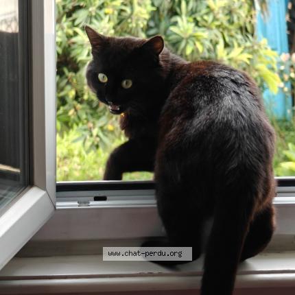 Photo 1/1 N&eacute;on Chat lost in Ales