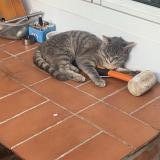 Picture of cat lost at Lumbres