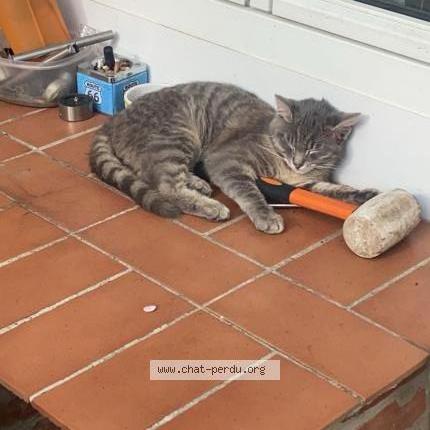 Photo 1/1 George Chat lost in Lumbres