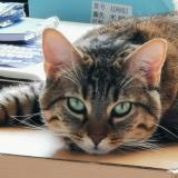 Picture of cat lost at St Brice Sous Foret