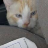 Picture of cat lost at Saint Nazaire