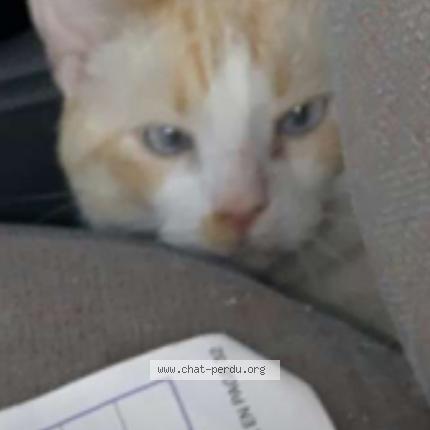 Photo 1/1 Légende Chat lost in Saint nazaire