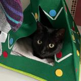 Picture of cat lost at Pessac