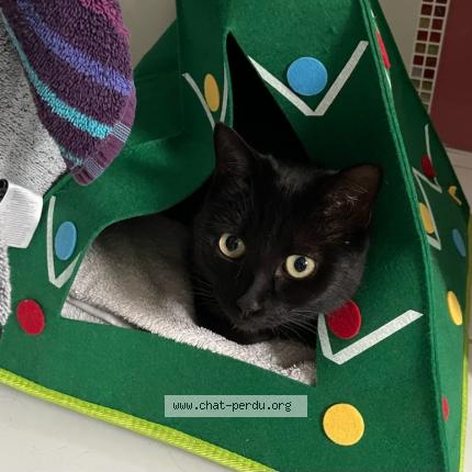 Photo 1/1 Minette Chat lost in Pessac