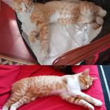 Picture of cat lost at Ales