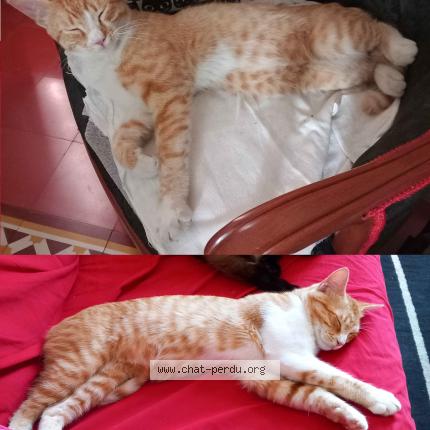 Photo 1/1 Nino Chat lost in Ales