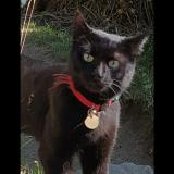 Picture of cat lost at Ceillac