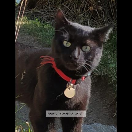 Photo 1/1 Tchertik Chat lost in Ceillac