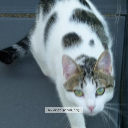 Photo 1/1 Sacha Chat lost in Guemene penfao