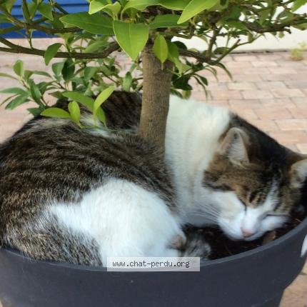 Photo 1/1 EDY Chat lost in Lesigny