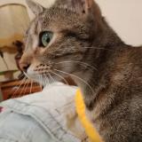 Picture of cat lost at Veurdre