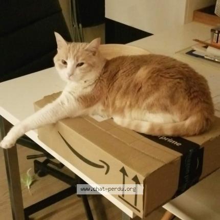 Foto 1/1 Kat teruggevonden Vermist in Schaerbeek