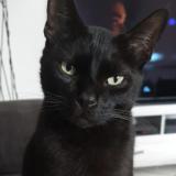 Picture of cat lost at Bonneville