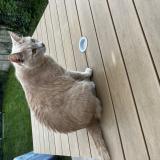 Picture of cat lost at Vivonne