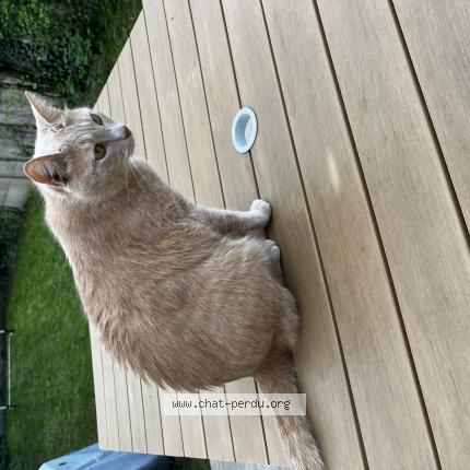 Photo 1/1 Sydney Chat lost in Vivonne