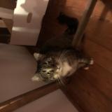 Picture of cat lost at St Herblain