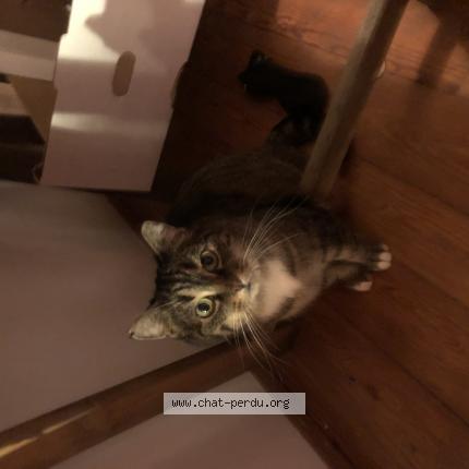 Photo 1/1 chipie Chat lost in St herblain